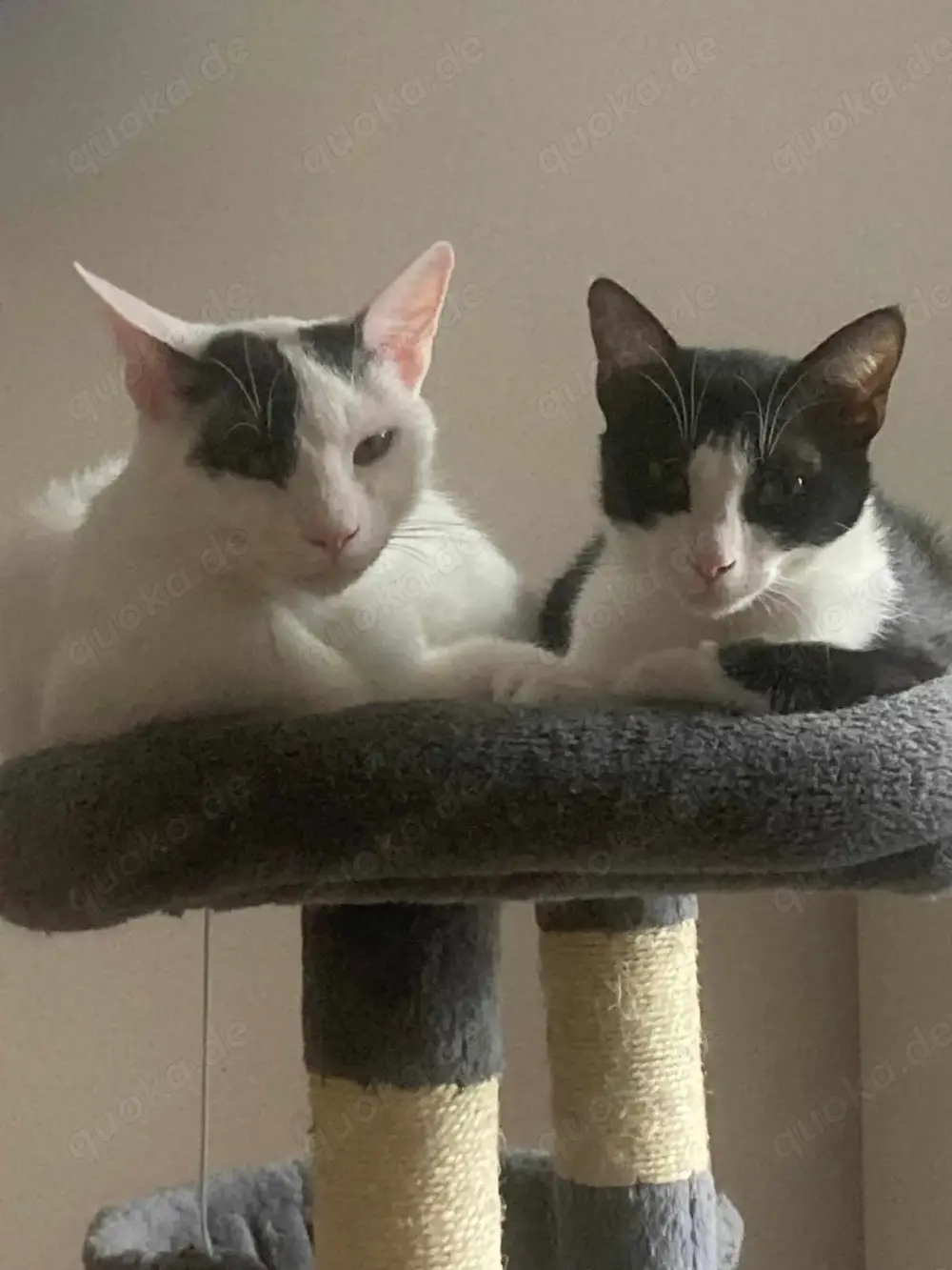 Penny und Pepe suchen ein gemeinsames Zuhause