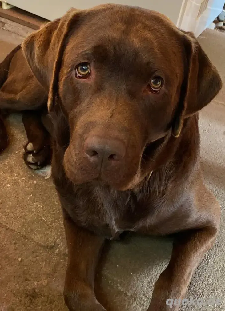 Reinrassige Labrador Deckrüde mit viel Erfahrung (Schowlinie) 