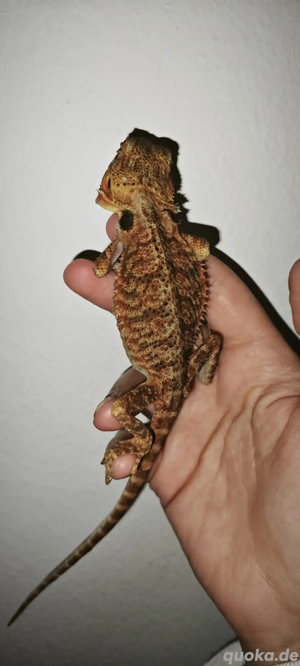 Paradox Weibchen NZ2024