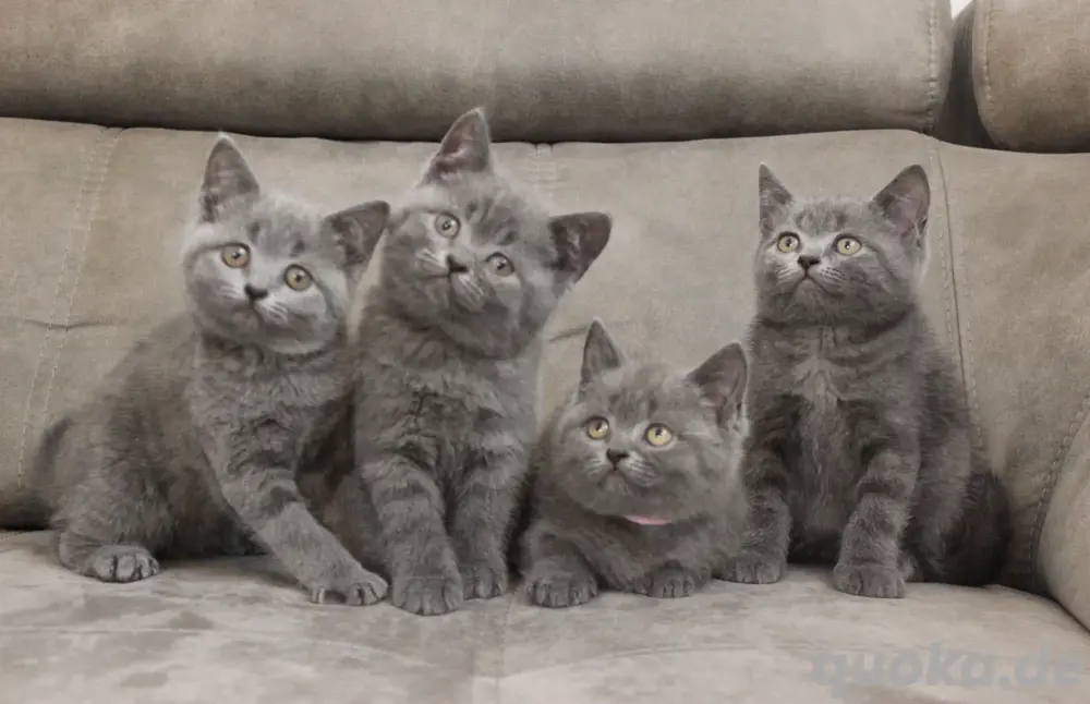BKH - Kitten, reinrassig 