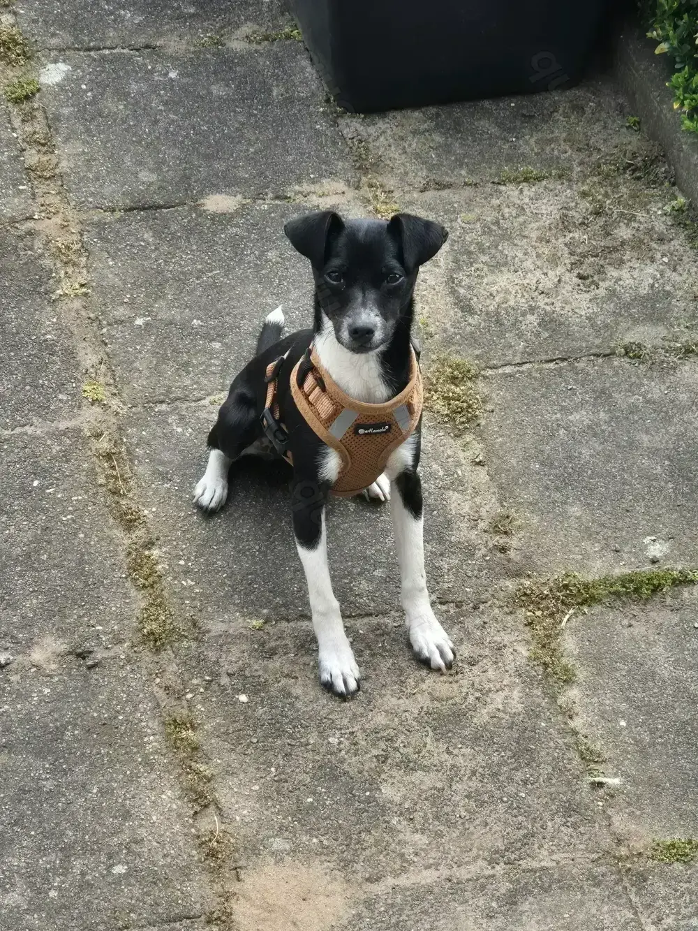 Jack Russel   Rehpincher mix 