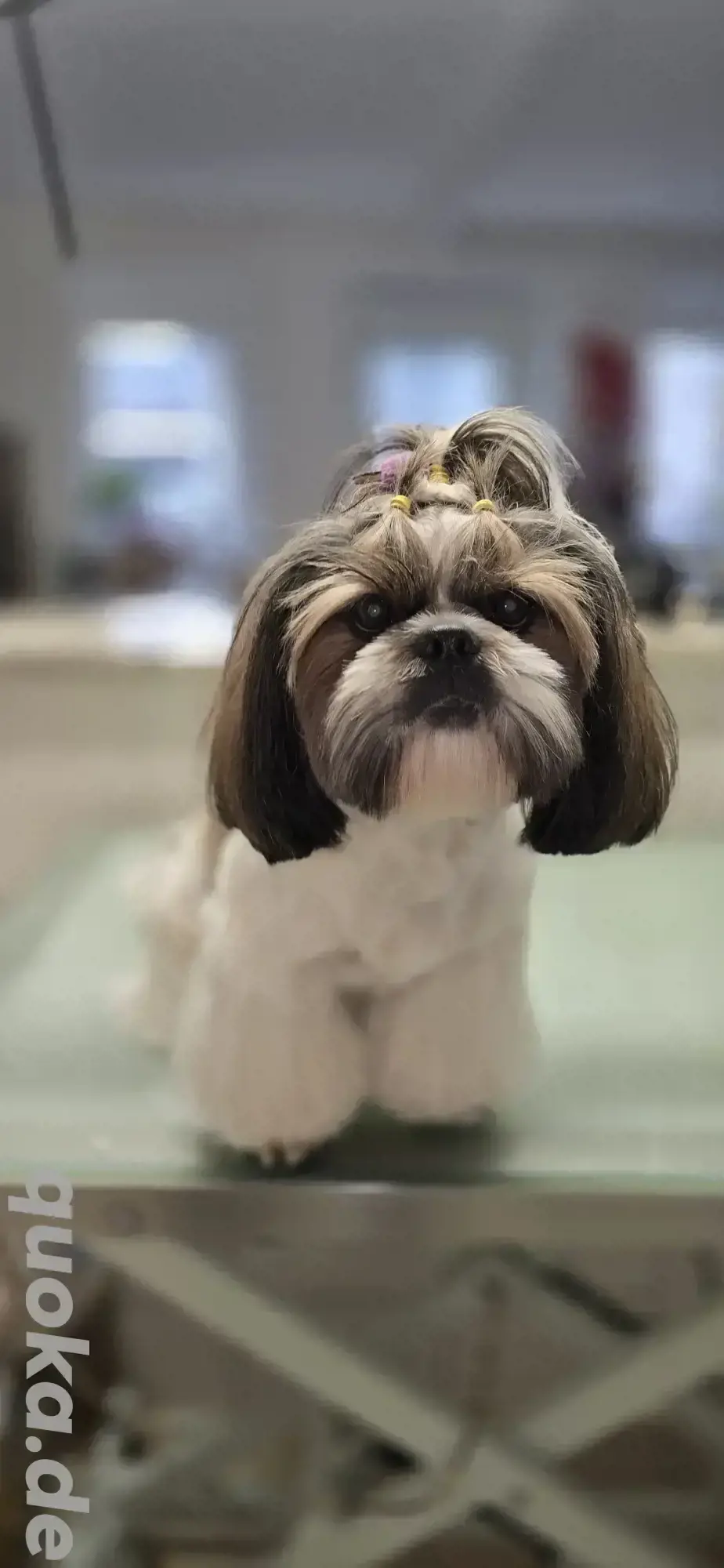 Shih-Tzu Deckrüde