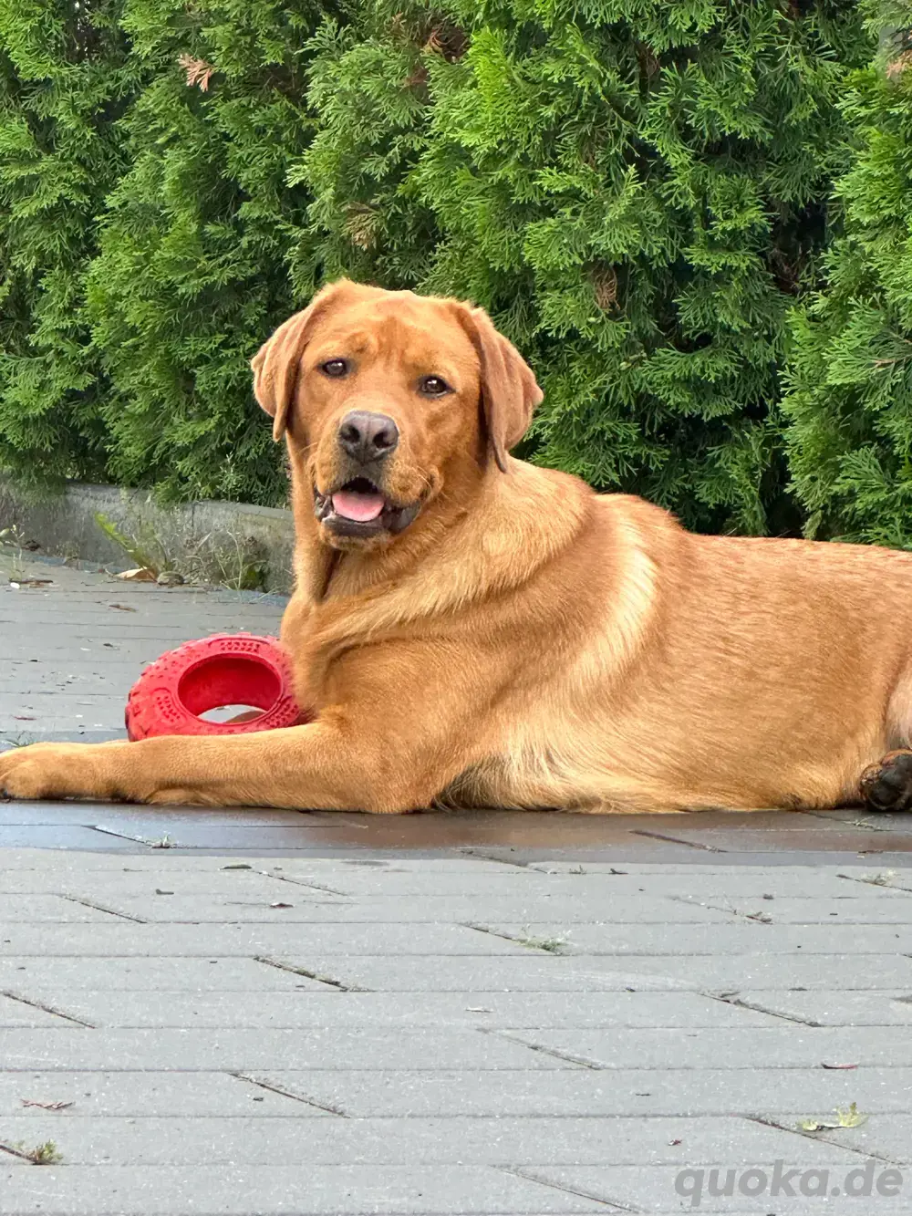 Labrador Hündin sucht ein neues zuhause 