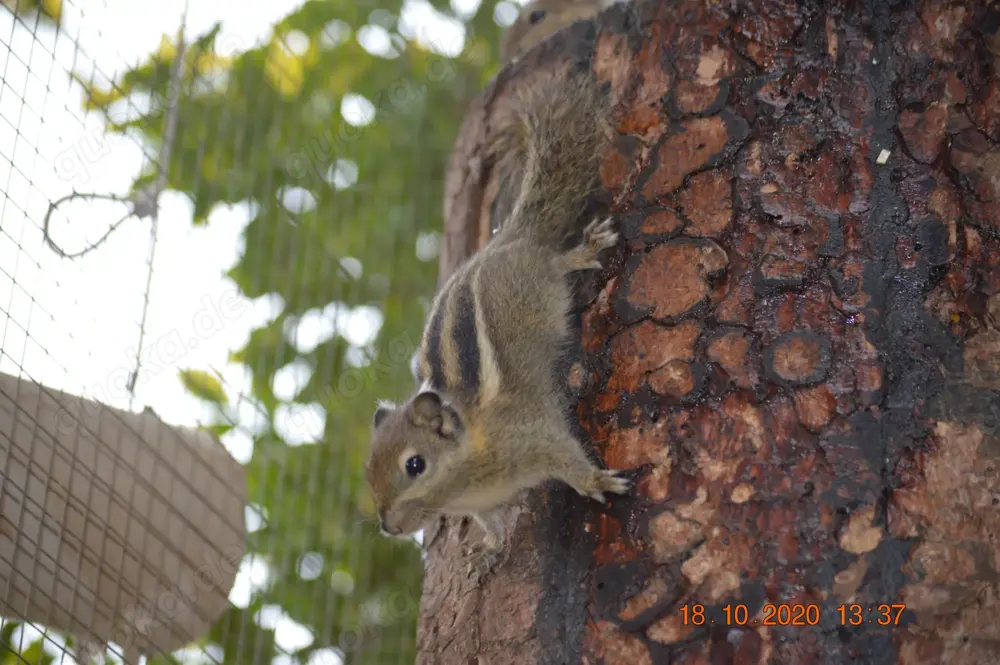 Baumstreifenhörnchen 