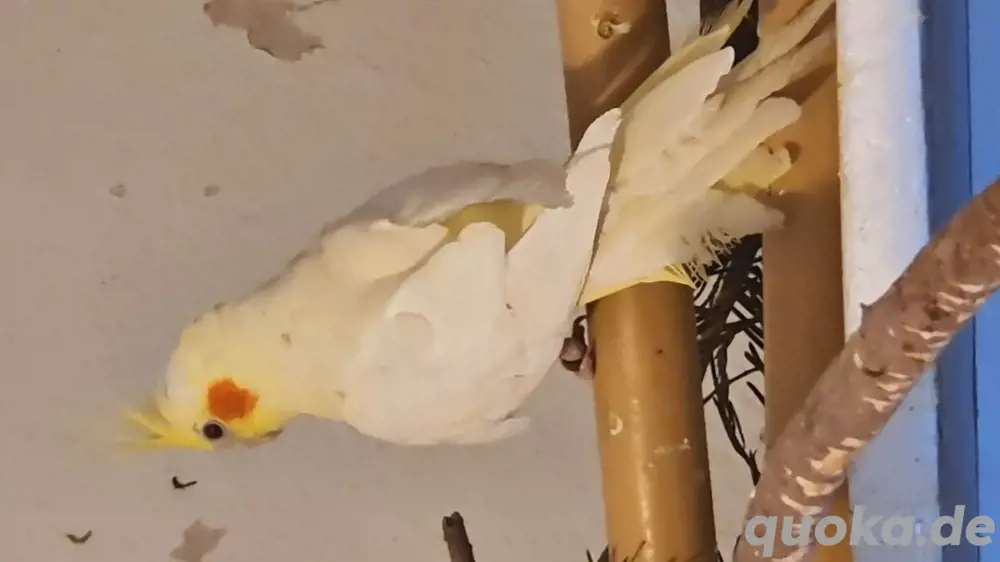 nyphensittiche nyphensittiche