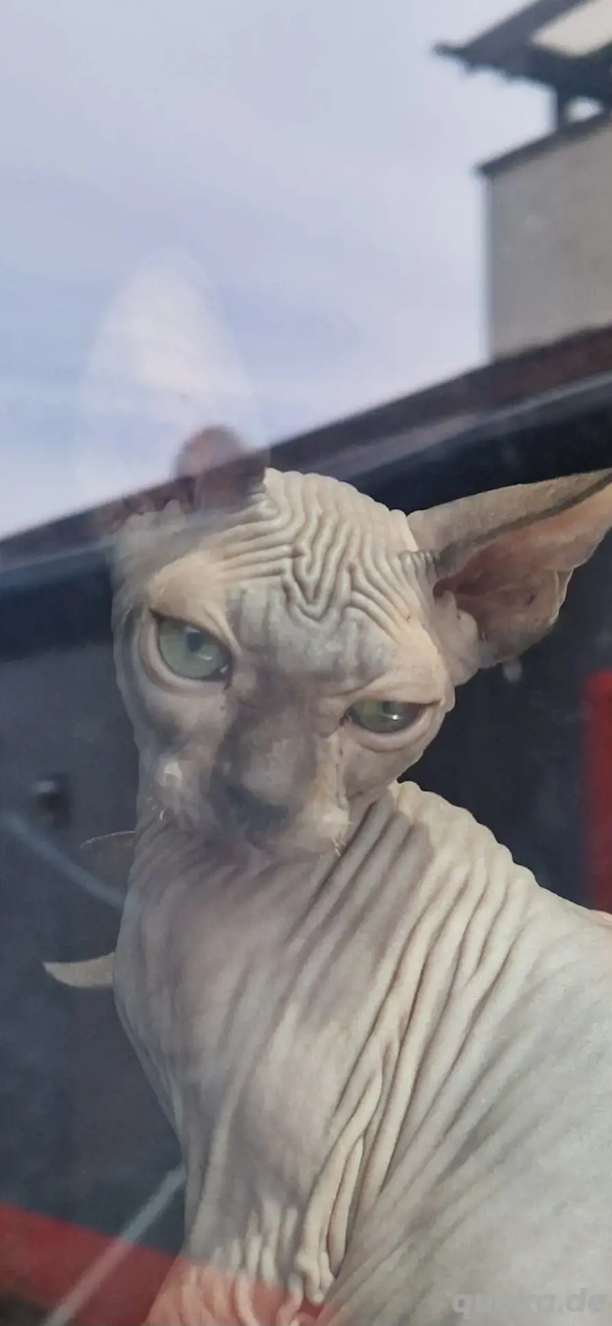 kitten baby Canadian Sphynx 