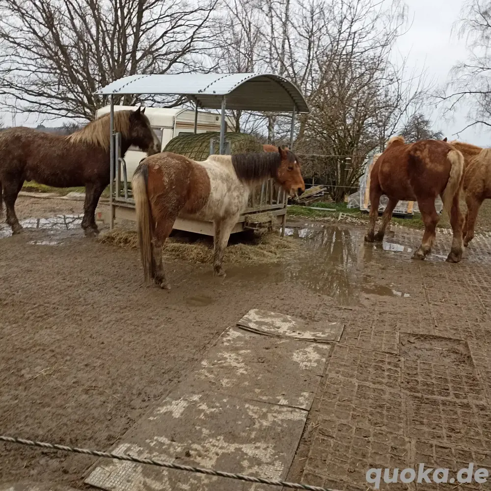 Pflege  Reitbeteiligung western