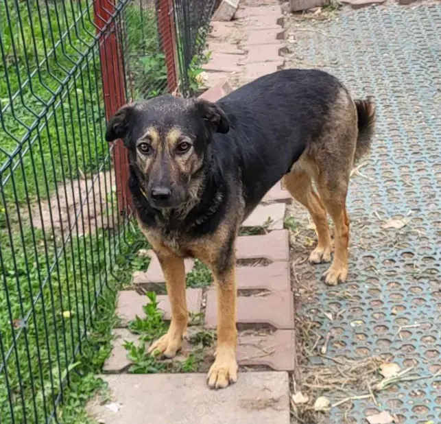 FREYA - sucht ihr Körbchen auf Lebzeit (wartet in Rumänien)