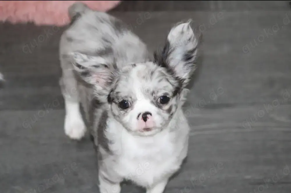 Traumhafte Chihuahua Hündin mit Ahnentafel 