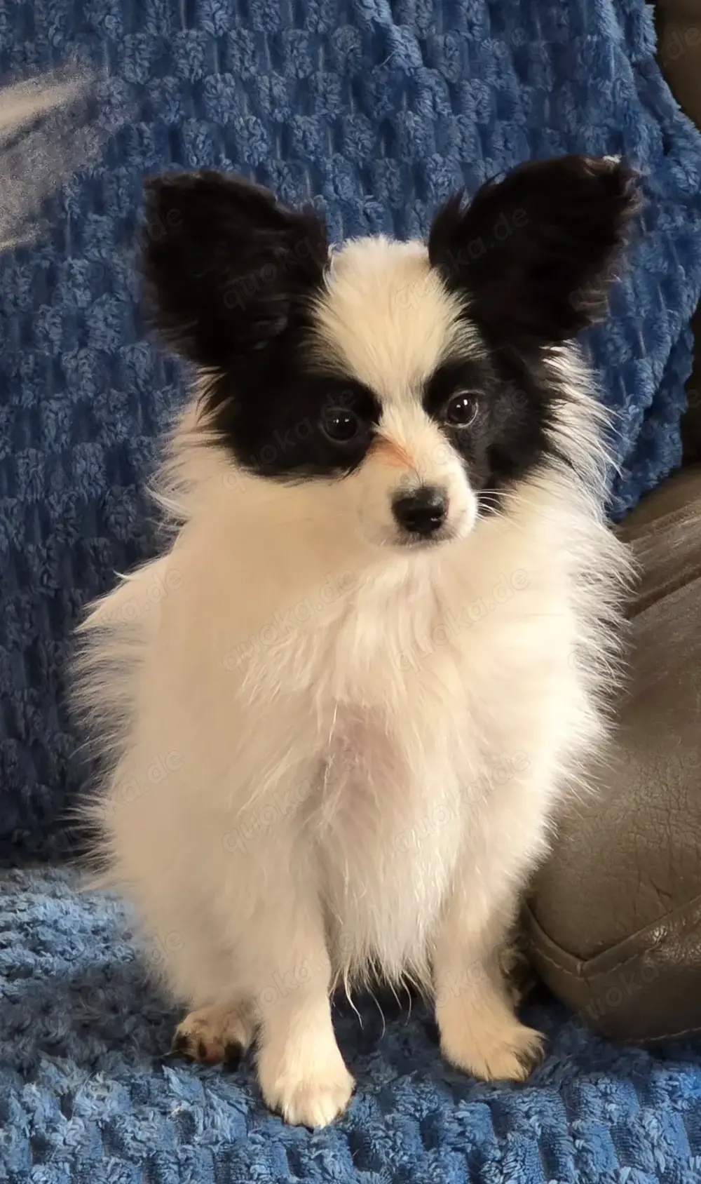 Papillon Welpe sucht nach seinem passenden Körbchen 