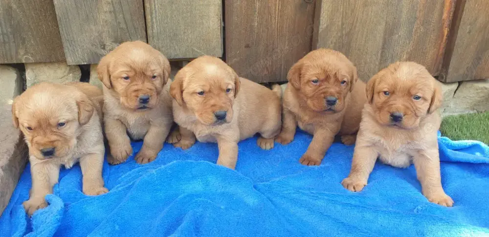 Süße Labrador Welpen, reinrassig mit Ahnentafel  blond und foxred