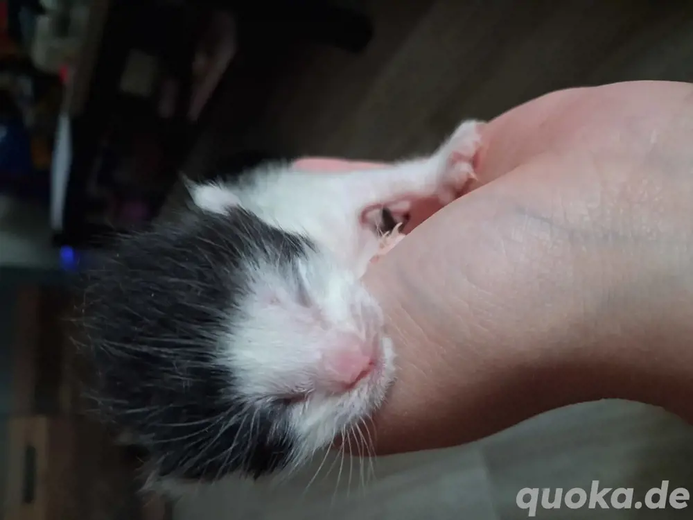 Babykatzen
