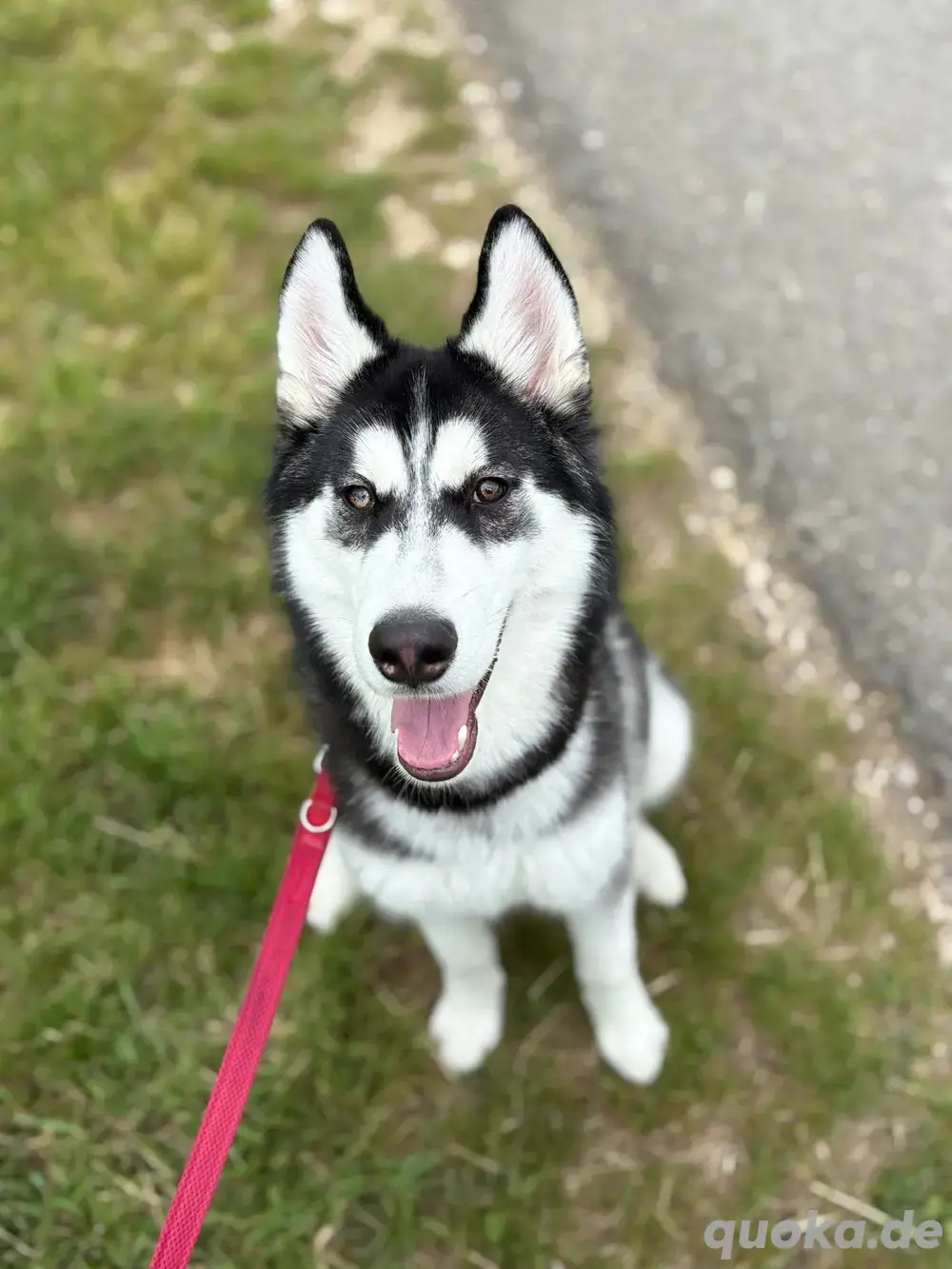 Huskyrüde halbes jahr alt sucht ein neues zuhause 