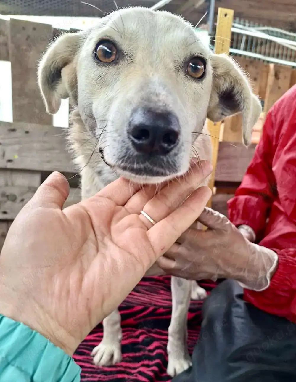 Nala   zierliche, sanfte Hündin sucht erfahrenes Zuhause