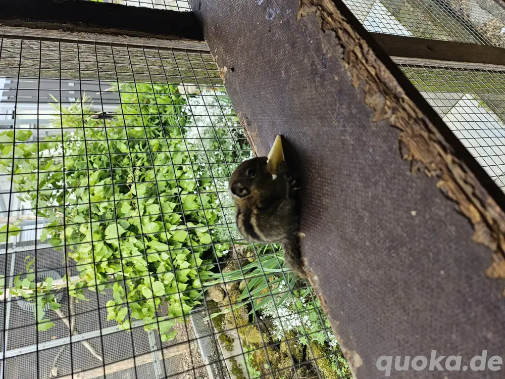 Chinesische Baumstreifenhörnchen