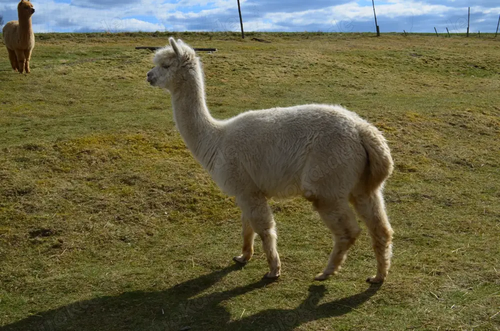  Alpaka Stute