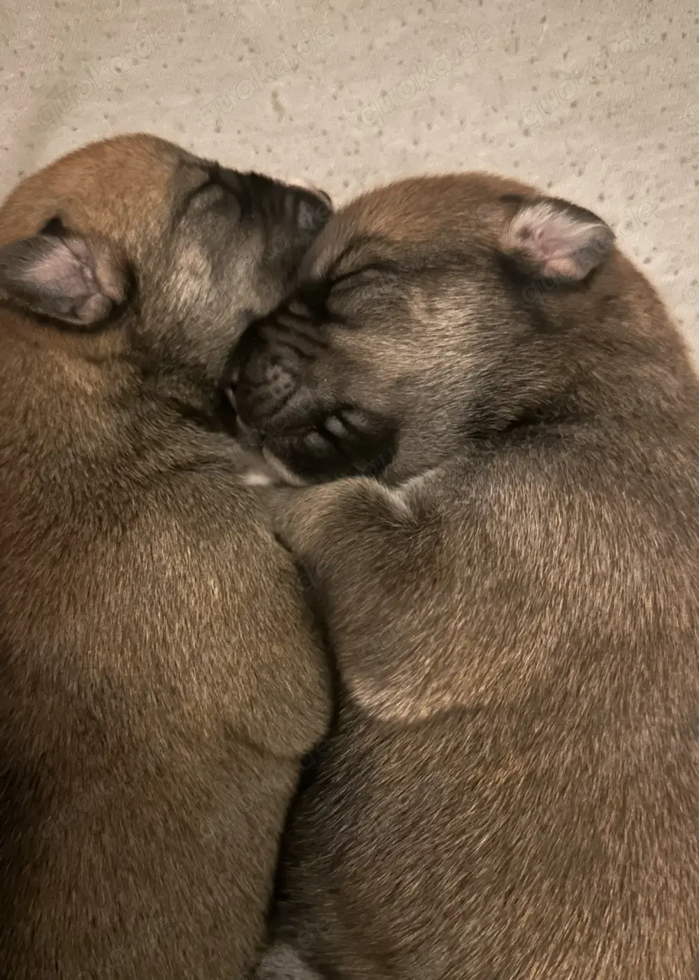 Süße Hunde Welpen; Husky X Ridgeback