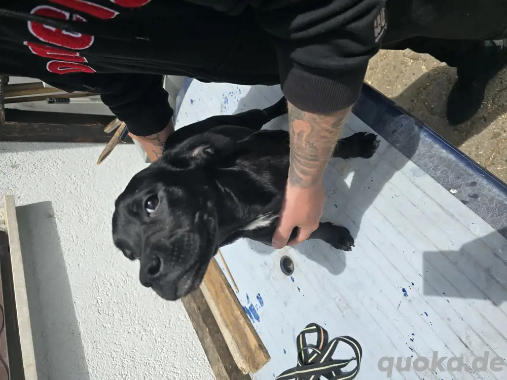 Labrador Mix Welben