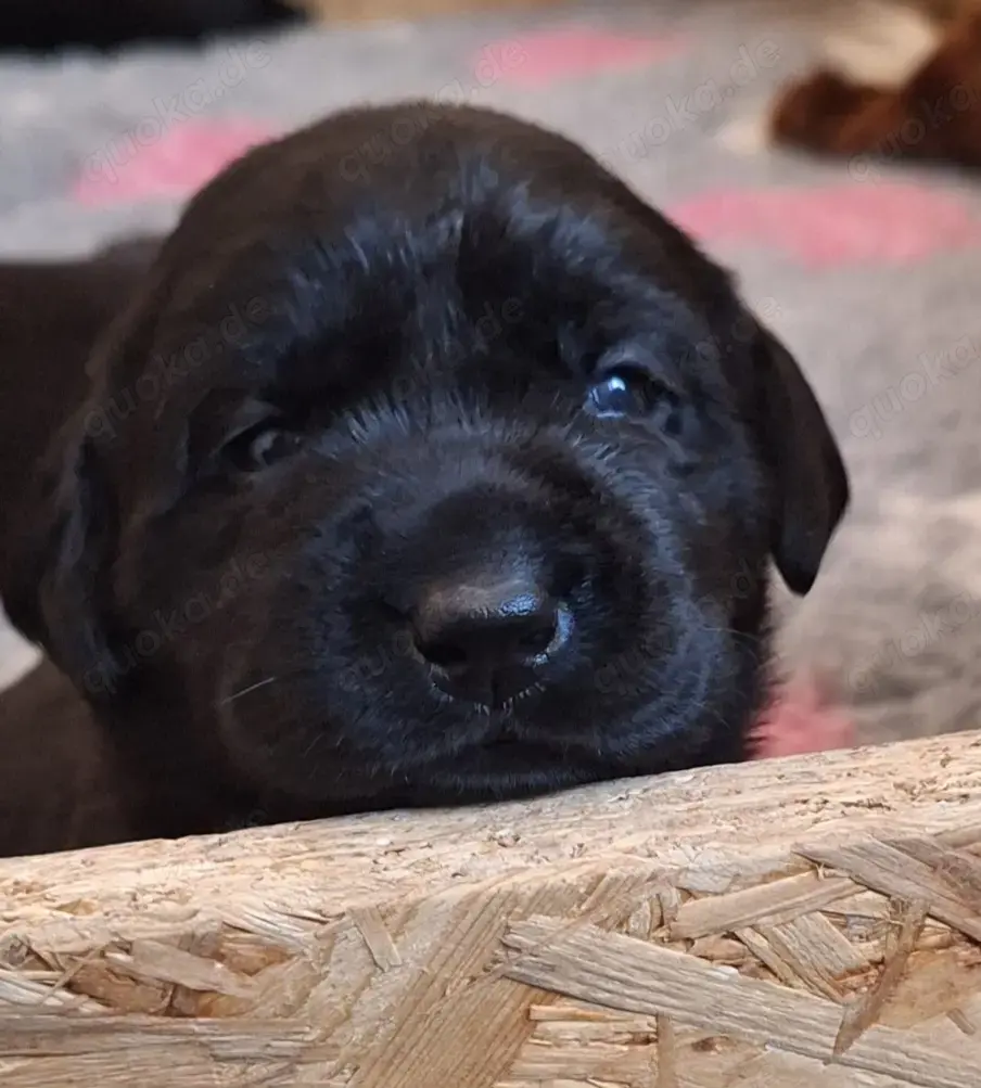 Schwarze  Labrador Welpen mit Ahnentafel