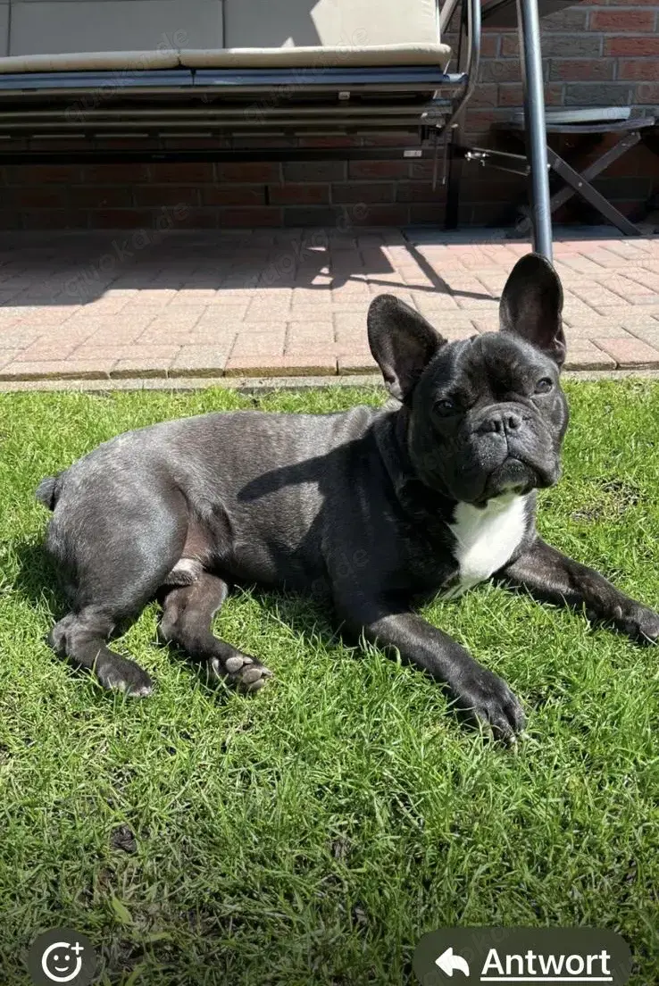 Französische Bulldogge Französische Bulldogge