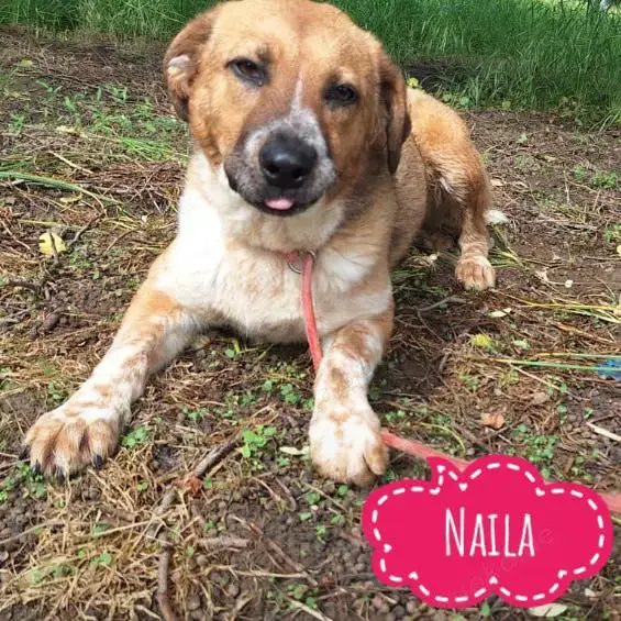 Naila, eine liebe, junge Kuschelmonster Hündin