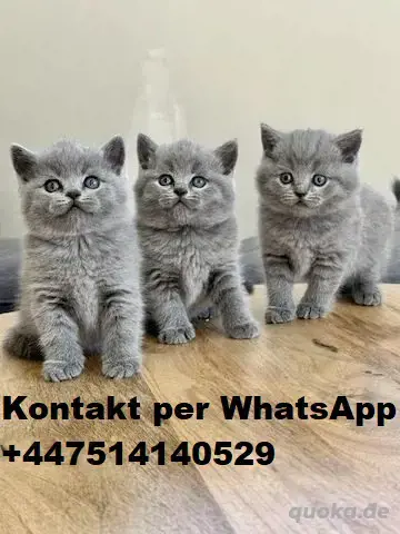 Britisch Kurzhaar Kätzchen zur Adoption Britisch Kurzhaar Kätzchen zur Adoption