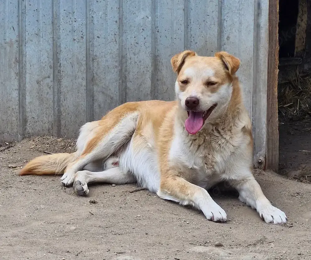 Wer gibt Jaro eine Chance?