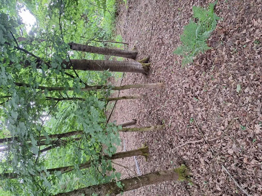Wer fesselt einfach nur einen Mann nackt an einen Baum und lässtI ihn dort zurückk