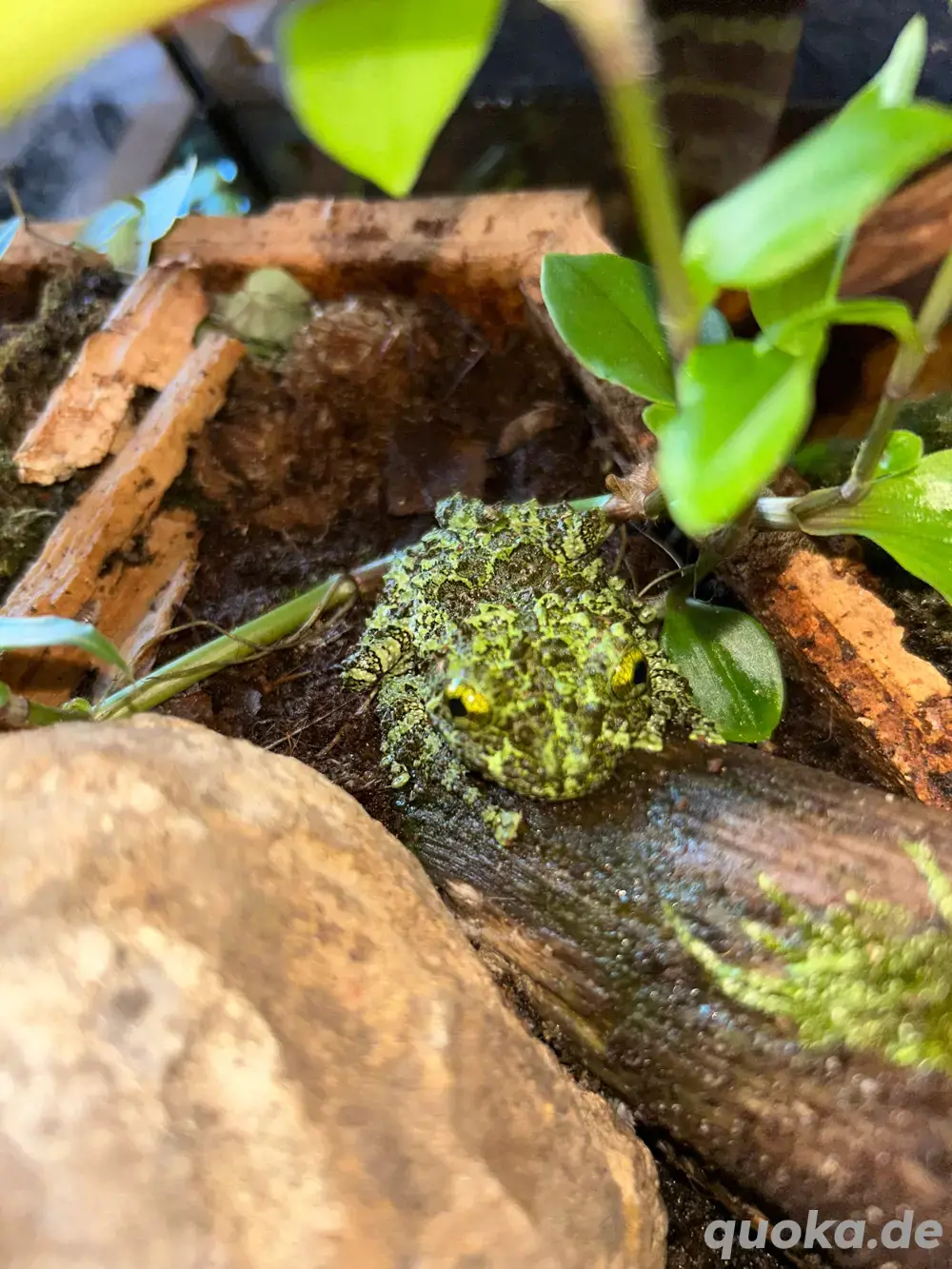 Vietnamesischer Moosfrosch -Theloderma corticale Vietnamesischer Moosfrosch -Theloderma corticale