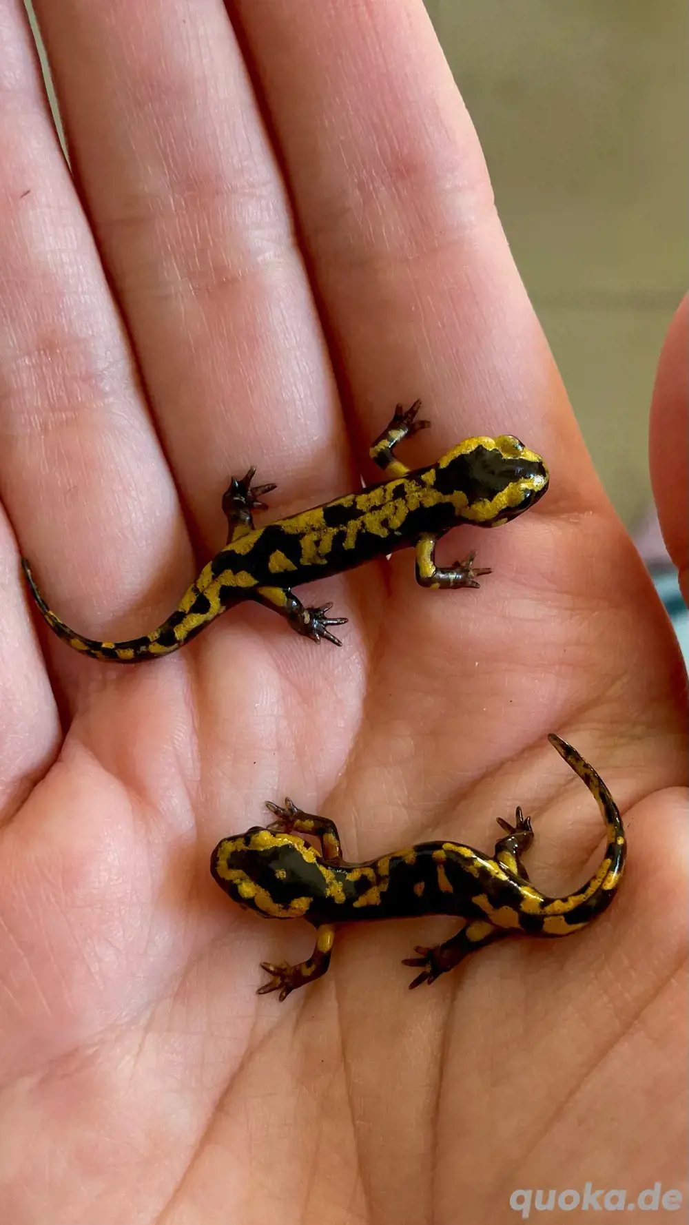 Feuersalamander Nachzucht 26