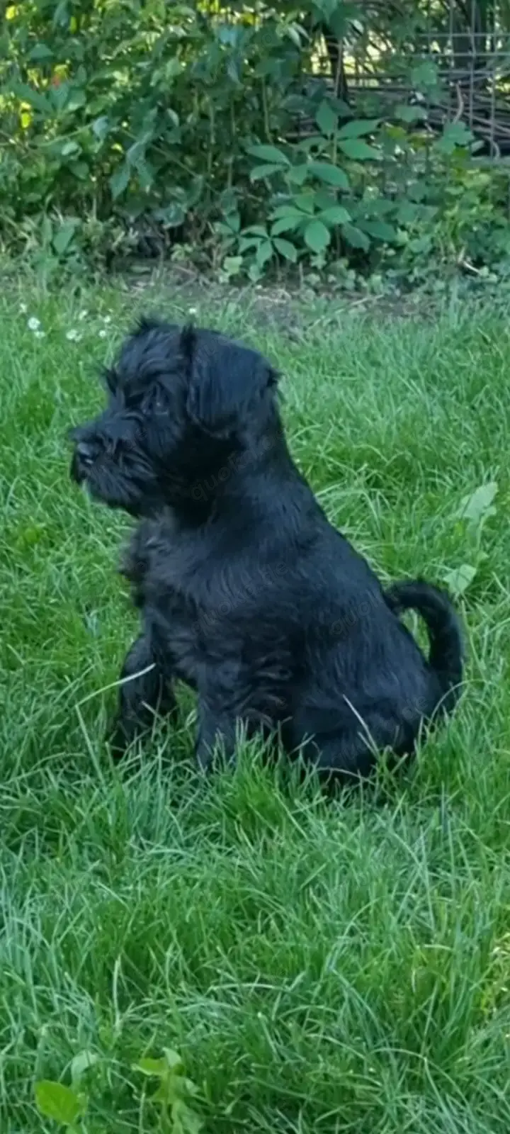 Zwergschnauzer Welpen schwarz 