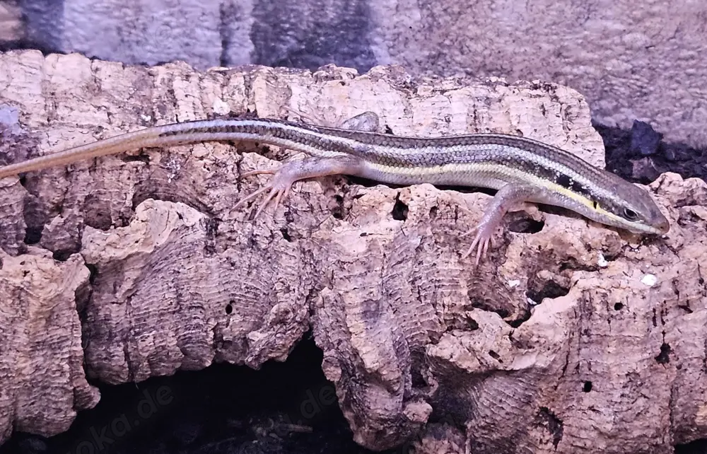 Fünfstreifen Skink Fünfstreifen Skink