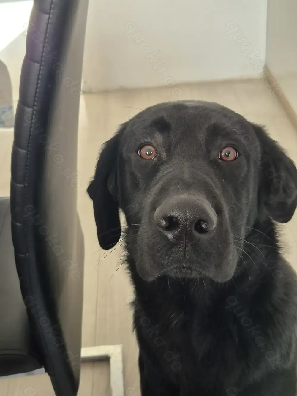 Schäferhund-Münsterländer-Mix