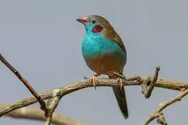 Suche Bengalus-Schmetterlingsfink