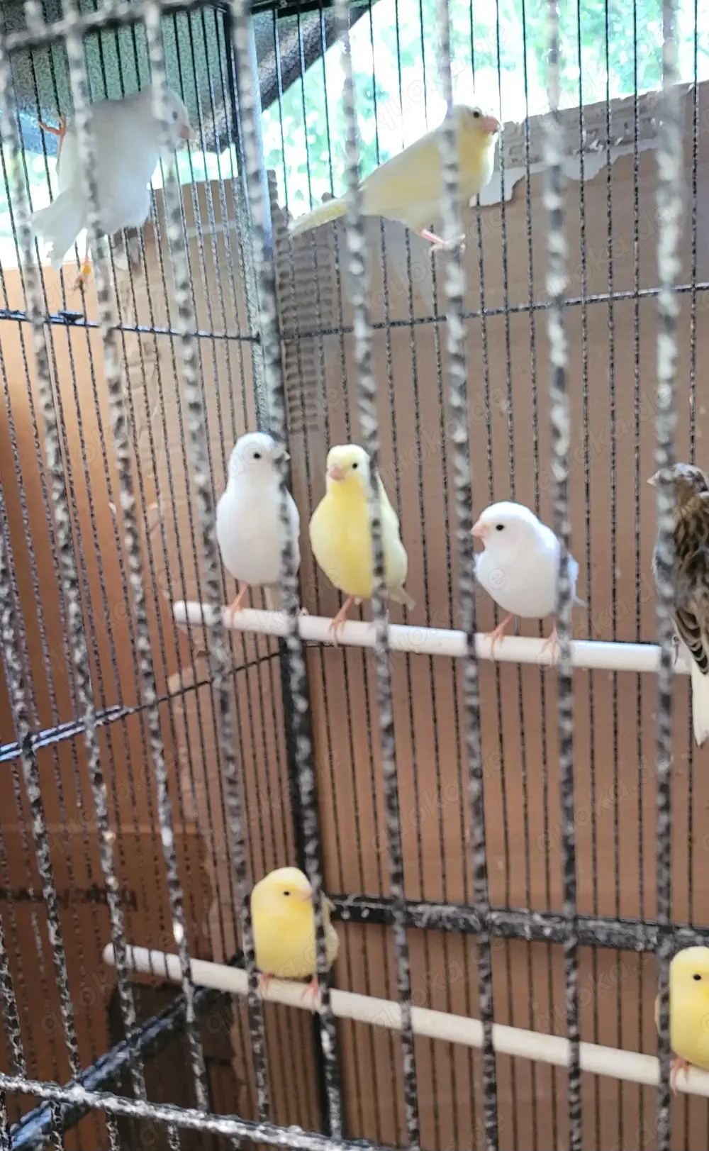 Kanarien Kanarienvögel. Kanarien Kanarienvögel.