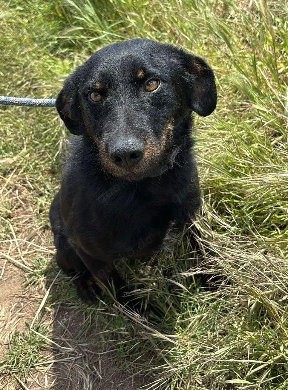 Marci   ist ein ganz besonders TOLLER 