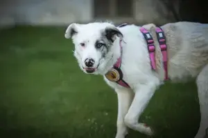 Wer schenkt Tapio ein Zuhause?