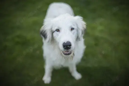 Wer schenkt Elliot ein Zuhause?