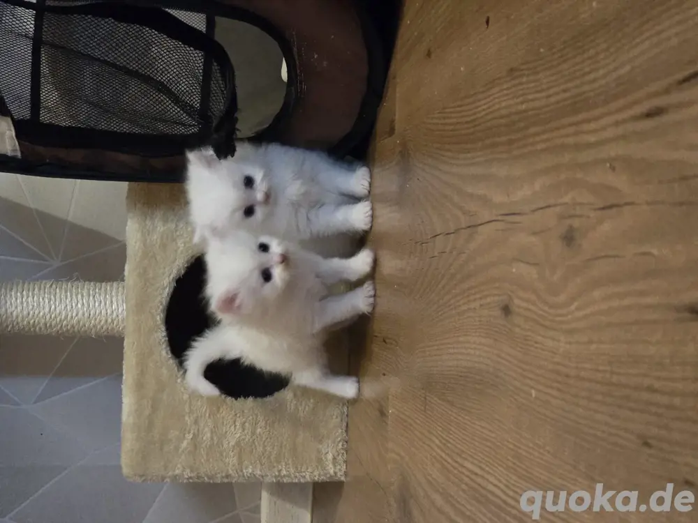 BKH Katzen