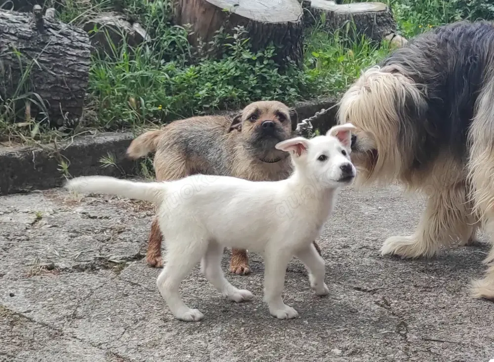 Mini Labrador Mix Hündin 8 Mon Kinderlieb weiss Ausreise nach Adoption