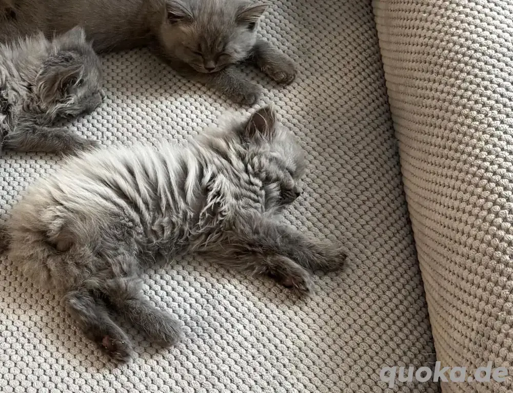 BKH Kitten bluepoint  blue