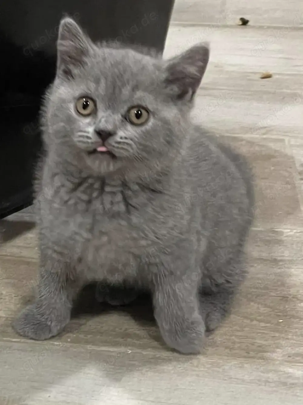 Britisch Kurzhaar Kitten Schmusebärchen suchen ihr Zuhause Britisch Kurzhaar Kitten Schmusebärchen suchen ihr Zuhause