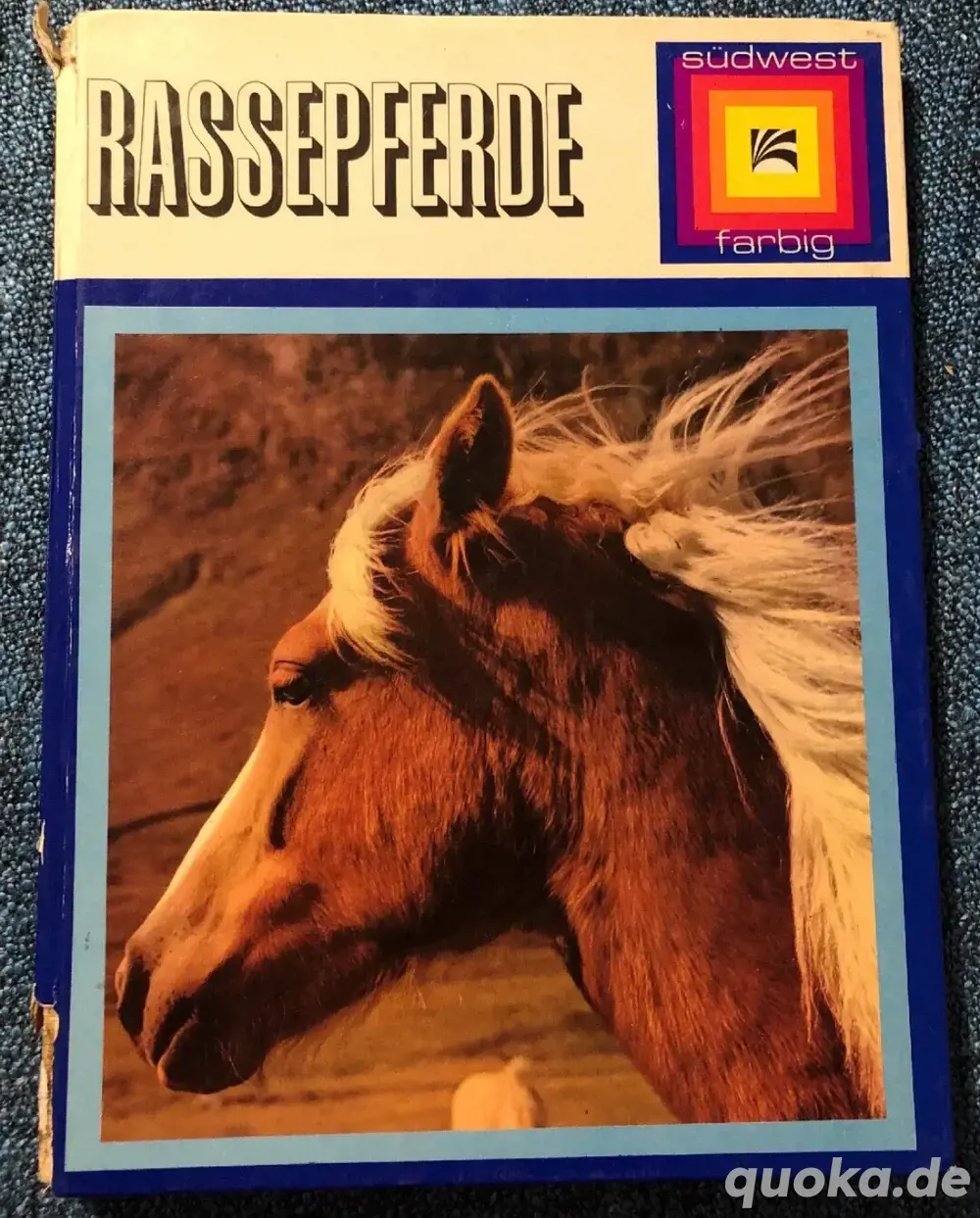rassepferde südwest farbig