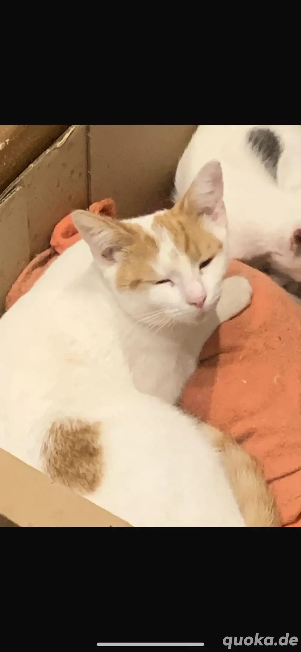 mimi sucht ein neies zuhause 