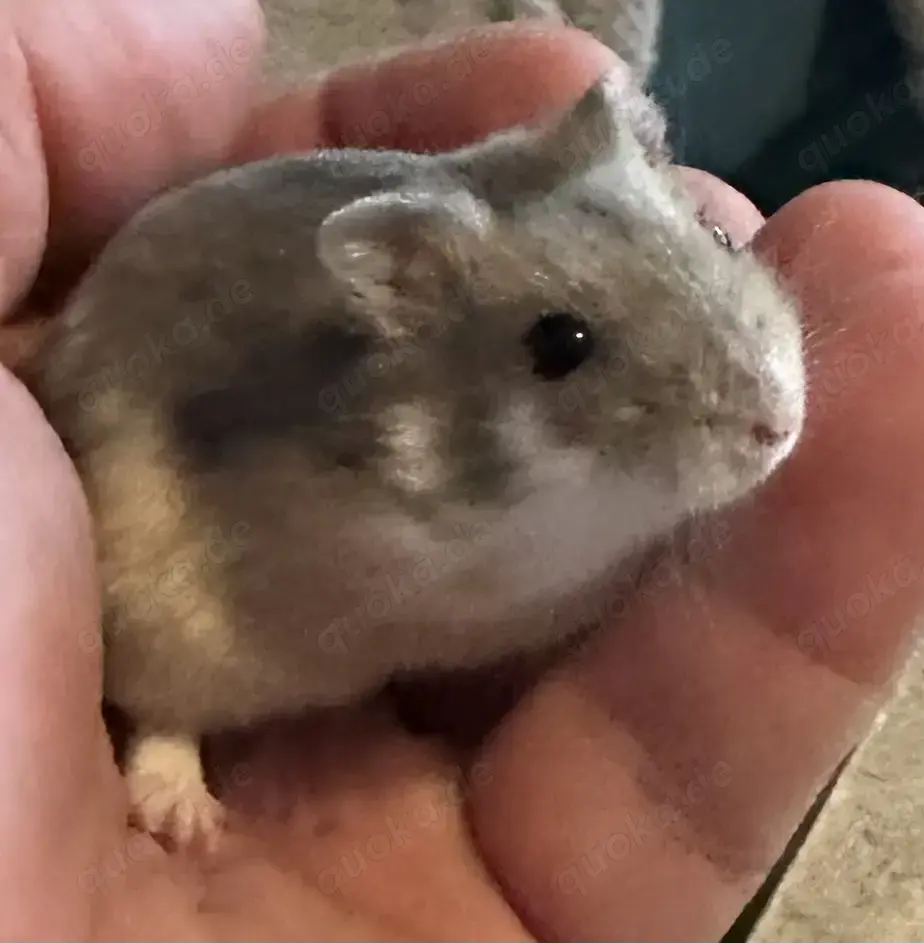 Dsungare saphir gescheckt, Dsungarischer Zwerghamster, Hamster Dsungare saphir gescheckt, Dsungarischer Zwerghamster, Hamster