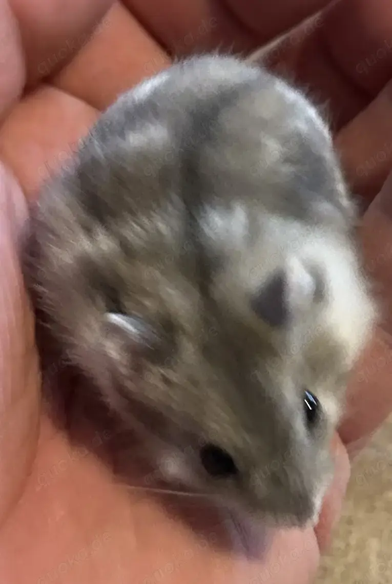 Dsungare in saphir gescheckt, Dsungarischer Zwerghamster, Hamster Dsungare in saphir gescheckt, Dsungarischer Zwerghamster, Hamster