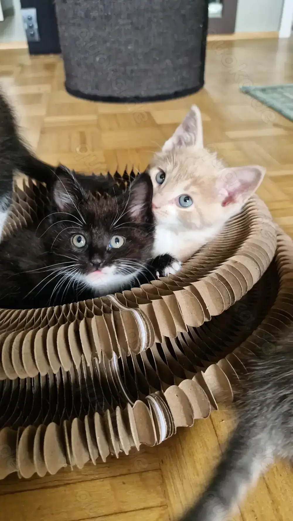 Maine Coon Mix Kitten auszugsbereit ab Juni 