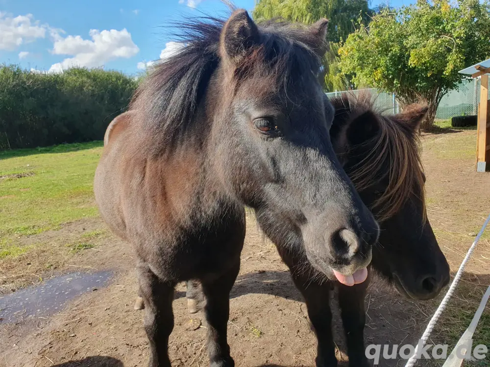 Shetlandpony shetty Stute 