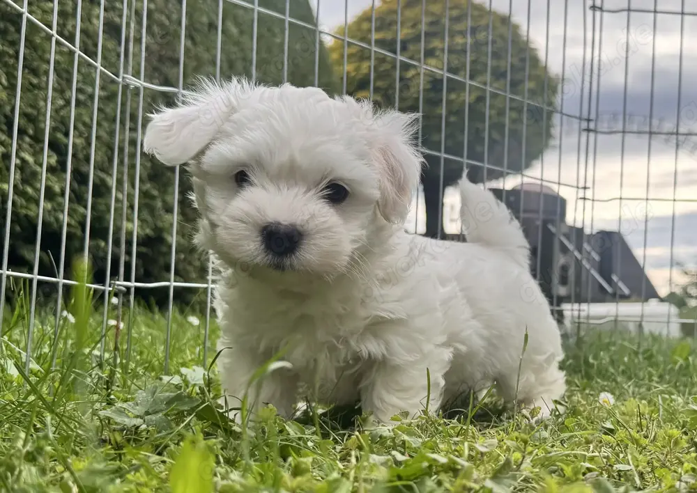 Süßer Malteser-Shih-tzu Welpe