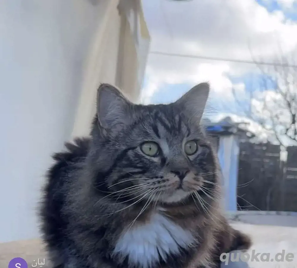 Perser Katze Perser Katze